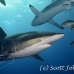 shark_silky_far_jar_h_0161_cub1440.jpg
